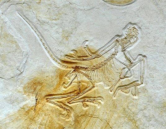 archaeopteryx_535