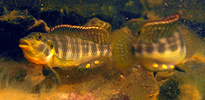 orthochromis