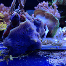 cbas_bleached_vs_aquarium_20-10-14_1_1_format_s