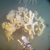 Glass sponge genome furnishes insights into evolution of biomineralization 