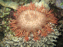 Crown-of-thorns seastar from Red Sea is endemic species 