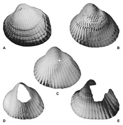 Muscheln