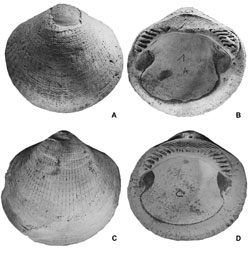 Muscheln