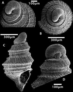 Tricarilda sp.