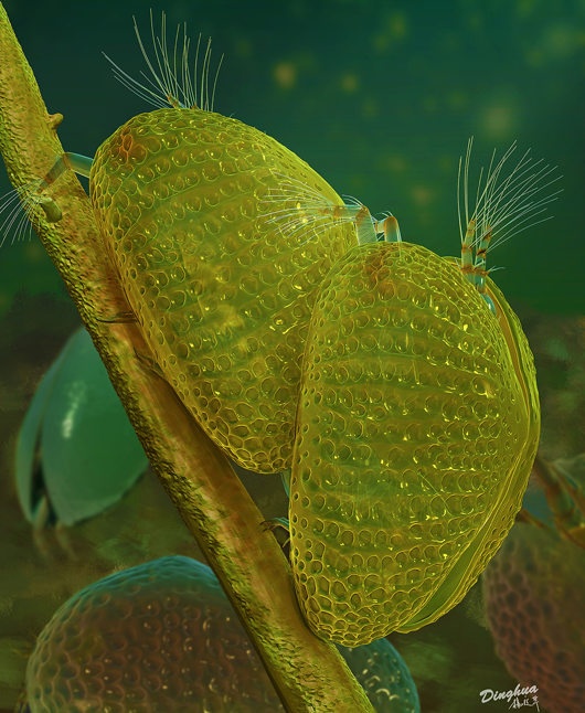 artistic_view_cretaceous_ostracods_530