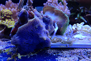 cbas_bleached_vs_aquarium_20-10-14_1_1_format_m