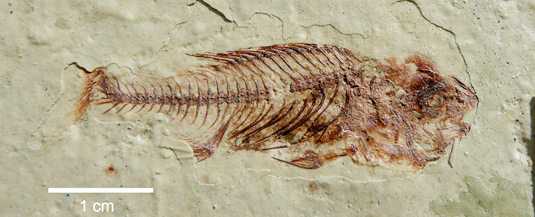 fischfossil