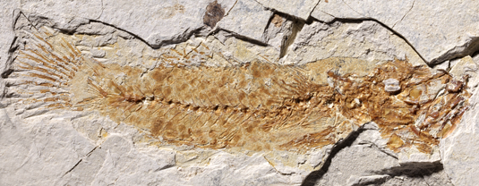 fischfossil_535