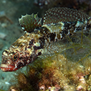 New source of information on evolution of European gobies 
