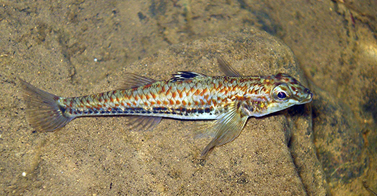 protogobius-attiti-keith_535