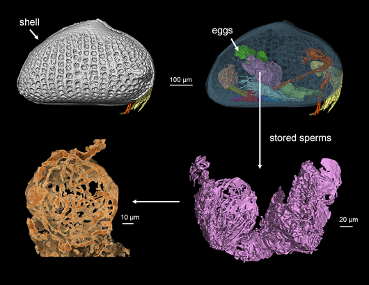 sperm_in_fossil_ostracod