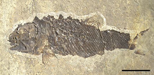 Ticinolepis_crassidens530