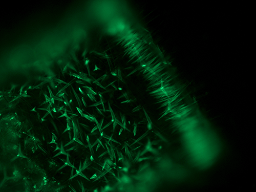 Biomineralisation: Wie Schwämme ihre Kalknadeln bilden 